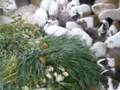 guinea pig:YouTube閲覧数=3,904回