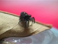 Phidippus audax (8th Instar)