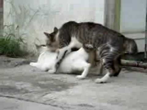 kucing kawin