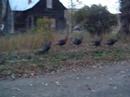 Wild turkey Montana Wild turkey Montana