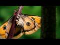 The Butterfly Movie: Flutter Serenade | Noisivision DVD