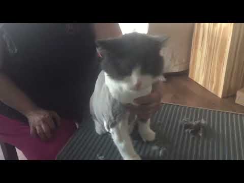 Mobile Cat Grooming Video