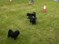 Affenpinscher