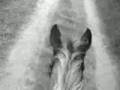 pons