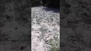 قرية سحماتا المهجره ٢٣ تموز ٢٠٢٠ sohmata village/ قرية سحماتا المهجره ٢٣ تموز ٢٠٢٠ sohmata village/
