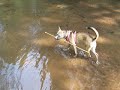 elliot having a splashing good time elliot having a splashing good time