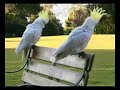 dancing cockatoos dancing cockatoos
