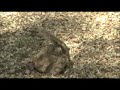 various desert lizards - Lagartos various desert lizards - Lagartos