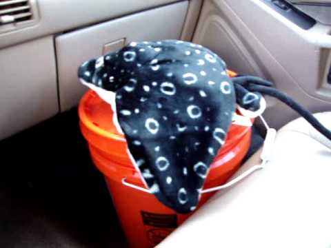 how to vent aquarium fish