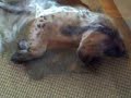 Lazy Boy Lazy Boy