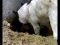 The Digging Dog