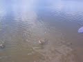 viage comigo no mundo da carpa on fly
