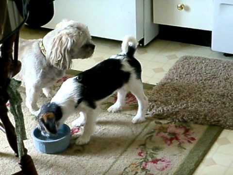 köpek sikisi - Bobo (male) is the White dog and he got a little too excited when he saw Meeko (also male) and decided to try gay dog love.