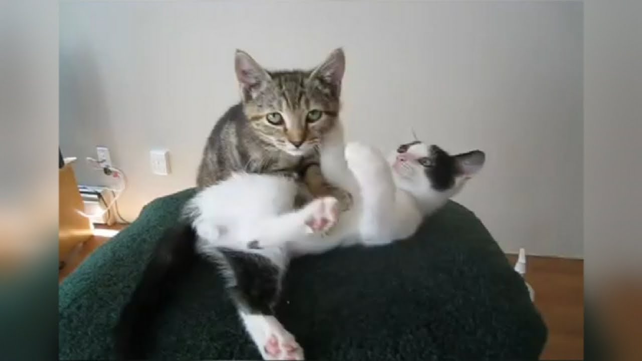 Watching Cats on the Internet