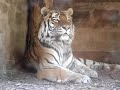 Beautiful Tiger Beautiful Tiger