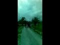 CAVALLETS DESMADRATS 2 PART