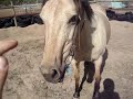 Blondey - riding etc