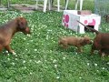 more wieners