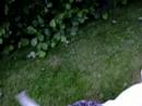 My friend's Bull Terriers My friend's Bull Terriers