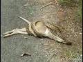 Snake Almost Swallows Kangaroo