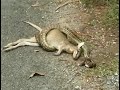 Snake Almost Swallows Kangaroo Snake Almost Swallows Kangaroo
