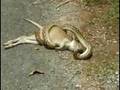 Snake Almost Swallows Kangaroo