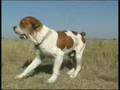 Boerboel video