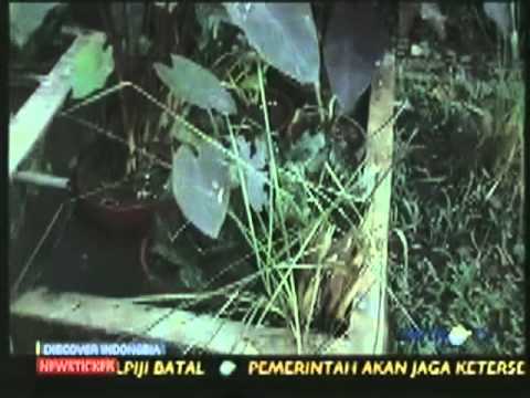See video