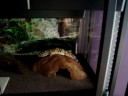 Huge Update! On my reptiles etc.