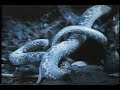 Tarantula vs Snake- Great Fight! Tarantula vs Snake- Great Fight!