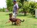 P. Belgas Malinois en Panamá