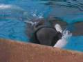 Marineland Orca Whale Splash Show in Summer 2008