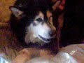 Malamute Growl
