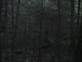 Bigfoot Bigfoot