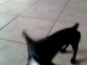 Cachorroo do simao Sem Palavras Cachorroo do simao Sem Palavras