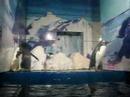 Harbin - Polarland Pengiuns
