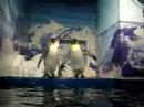 Harbin - Polarland Pengiuns
