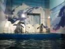 Harbin - Polarland Pengiuns