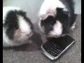Guinea pig prank call