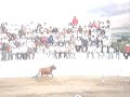 toros Fiesta de Potrerillos Jal. toros Fiesta de Potrerillos Jal.