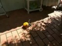 Snail (Light Seeker) Snail (Light Seeker)