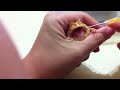 Click here to watch this video 黃金角蛙KURURU的吃藥時間（超可愛一定要看到最後閉眼睛！）
