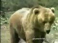 Cougar VS Bear Cougar VS Bear