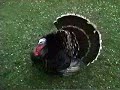 The Turkey Video