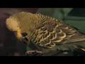 Cassius the English Budgie