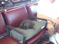 Kong in the airport #1