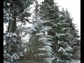Snow Patrol