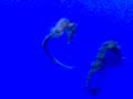 Seahorse Love