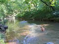 Sipsey Sits on Command (in the Cahaba River!)