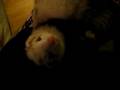 Sleepy Baby,,,